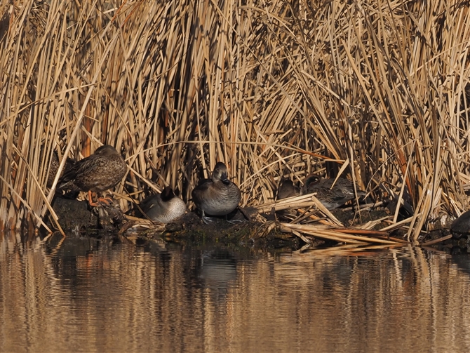 NrLN,Ling-necked Duck